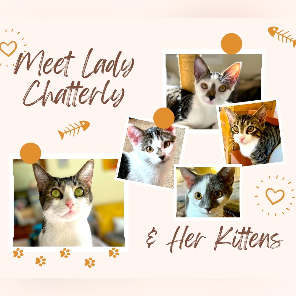 Shop to Support Kitties!💕🐾My Cause for PAWS🐾!💕